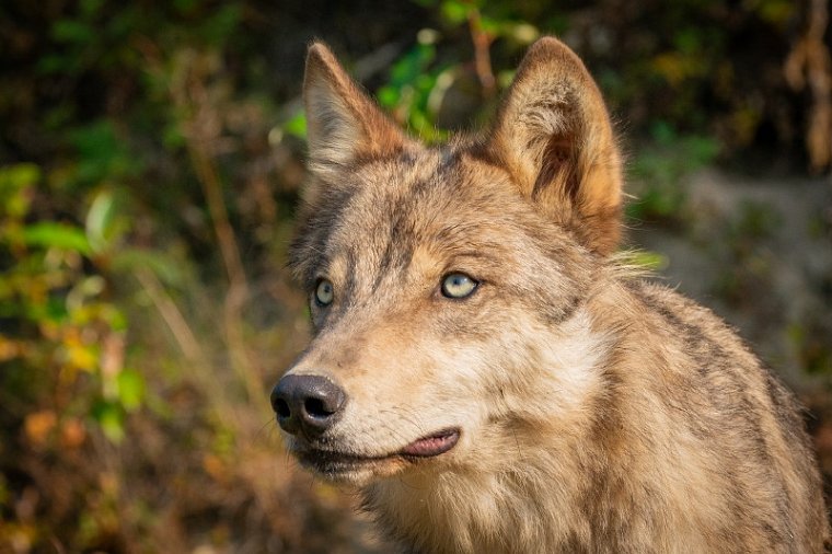 164 Canada, Golden, Northern Lights Wildlife Wolf Center.jpg